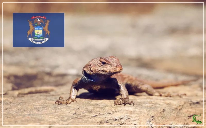 4 Types of Lizards in Michigan Reptile Jam