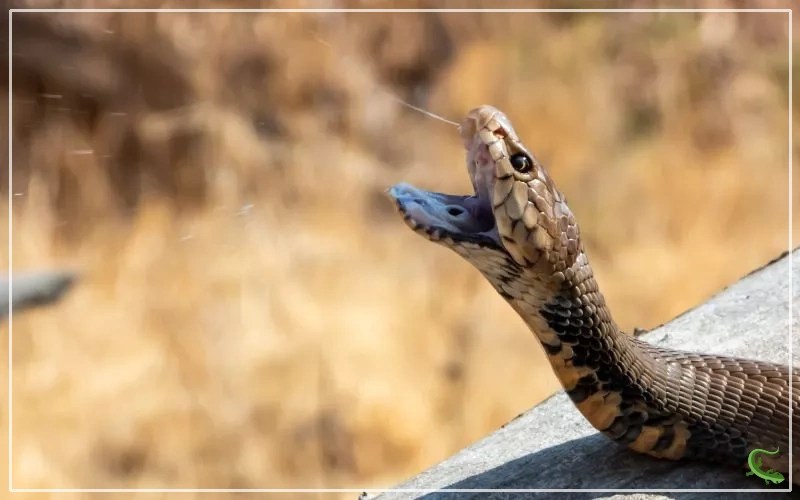 3 Types of Snake Venom (With Examples) Reptile Jam