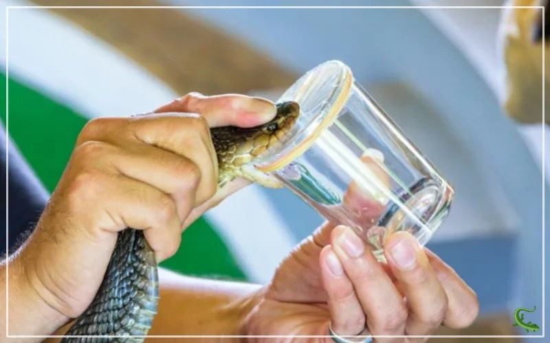 3 Types of Snake Venom (With Examples) Reptile Jam