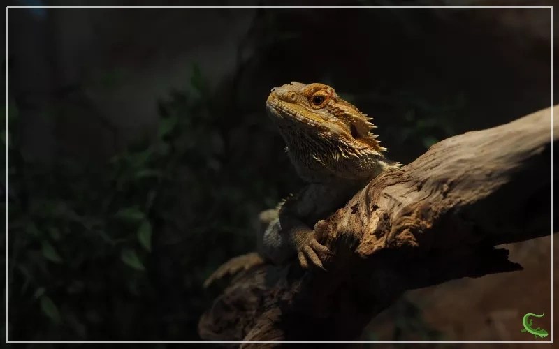 Do Bearded Dragons Need Heating at Night? Reptile Jam