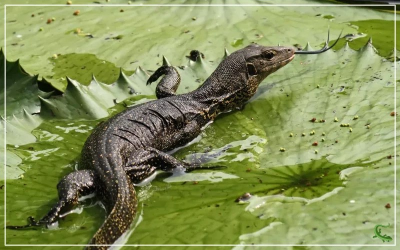 What is a Black Dragon Lizard? Reptile Jam