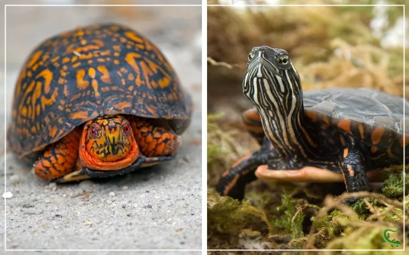 Box Turtle vs Painted Turtle What is the Difference? Reptile Jam