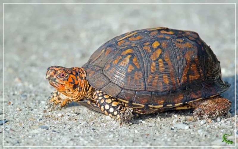 Box Turtle vs Painted Turtle What is the Difference? Reptile Jam