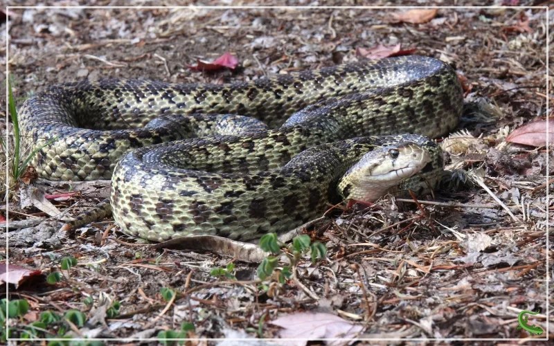 15 Types of Snakes in Minnesota (With Pictures) Reptile Jam