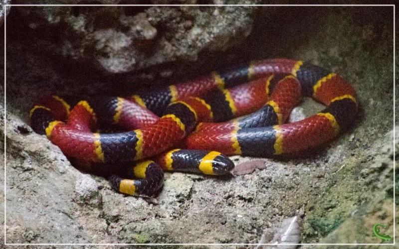 Coral Snake vs Corn Snake What is the Difference? Reptile Jam