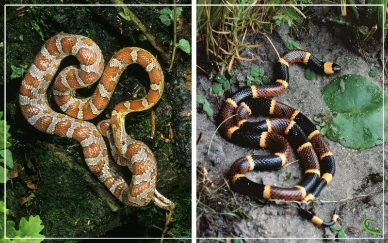 Coral Snake vs Corn Snake What is the Difference? Reptile Jam