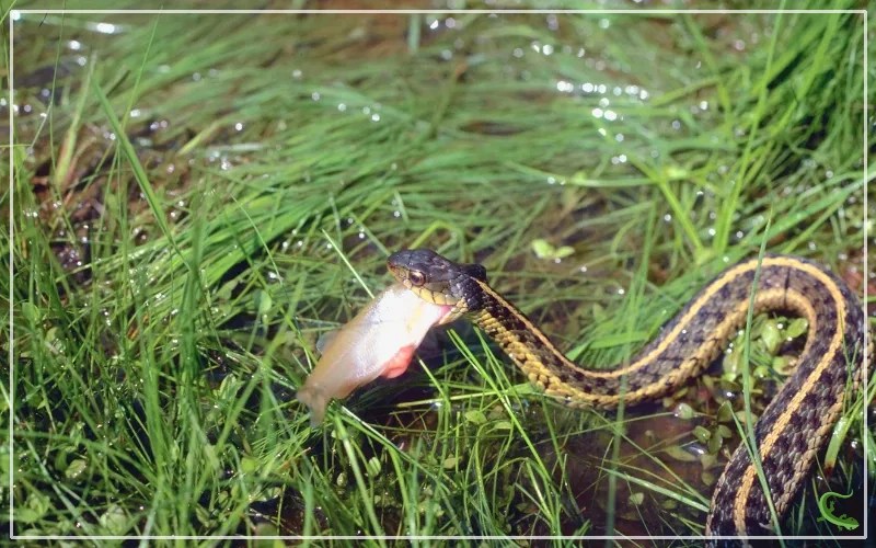 What do Garter Snakes Eat? Diet and Feeding Habits Reptile Jam