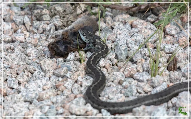 What do Garter Snakes Eat? Diet and Feeding Habits Reptile Jam