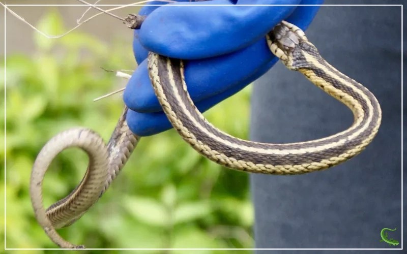 Garter Snake Bites How to Prevent Them and Stay Safe Reptile Jam