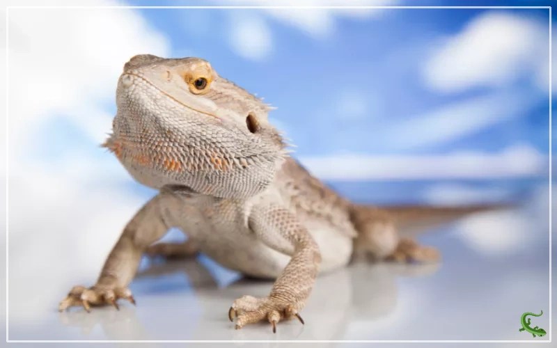 How to Humanely Euthanize a Pet Reptile? Reptile Jam