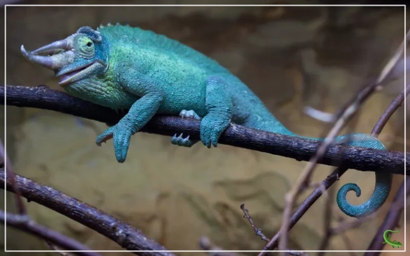 7 Types of Chameleons in Florida in the Wild Reptile Jam