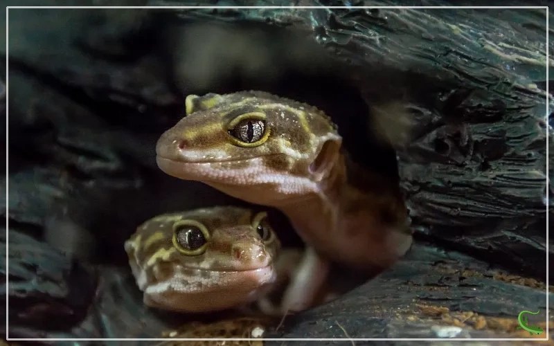 Pregnant Leopard Gecko Care Ensure a Safe and Successful Pregnancy
