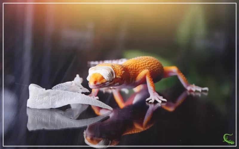 Leopard Gecko Humidity Facts & Figures Reptile Jam