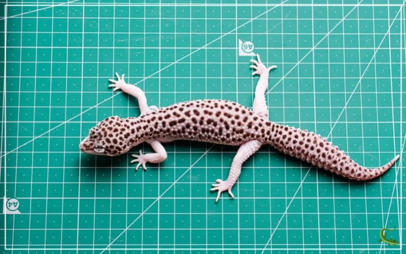 Can Male and Female Leopard Gecko Live Together? Reptile Jam