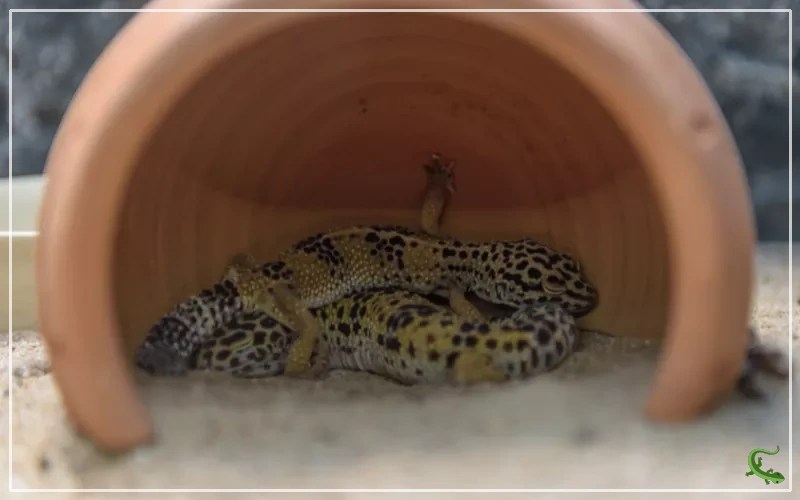 Leopard Gecko Sleeping Habits Facts & Figures Reptile Jam