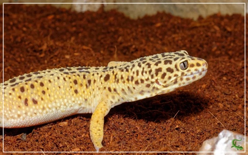 15 Leopard Geckos Enrichment Ideas Reptile Jam