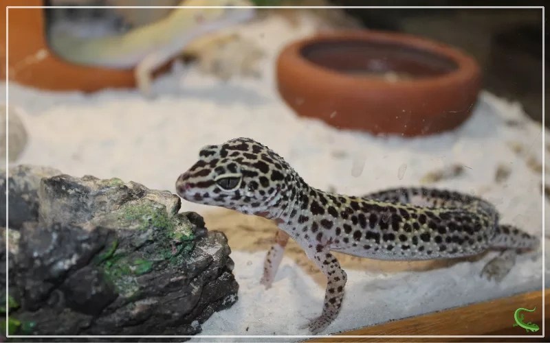 Can a Leopard Gecko Live in a 10Gallon Tank? Reptile Jam