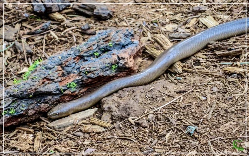 Rubber Boa Species Overview & Facts Reptile Jam