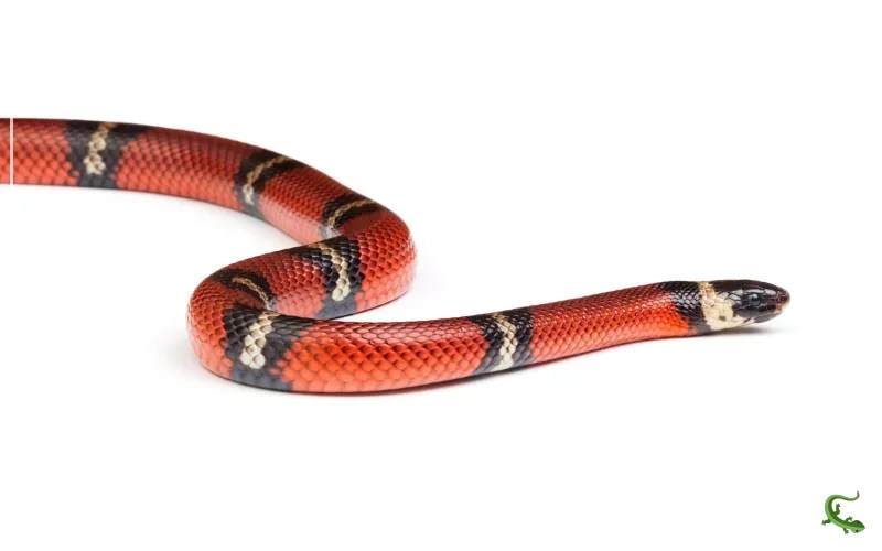 10 Types of Milk Snakes to Keep as Pets Reptile Jam