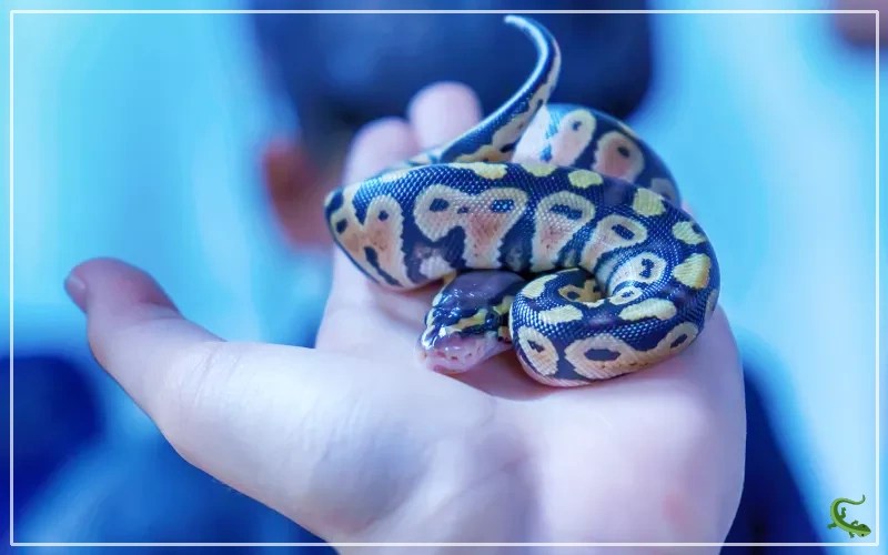 How Much do Pet Snakes Cost? Reptile Jam