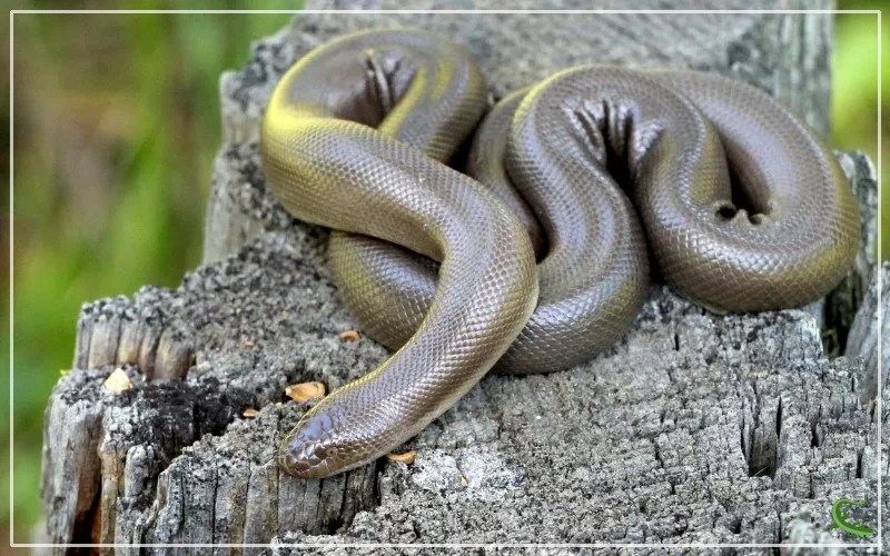 Rubber Boa Species Overview & Facts Reptile Jam