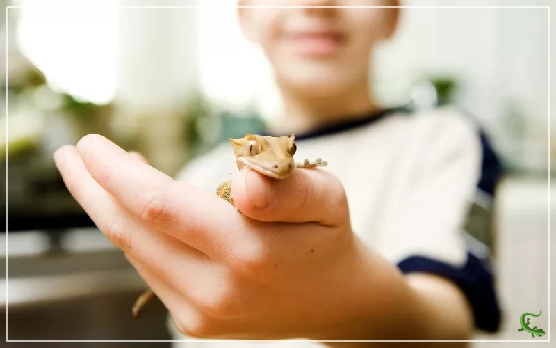10 Fascinating Small Pet Lizards to Add to Your Reptile Collection