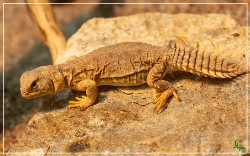 10 Fascinating Small Pet Lizards to Add to Your Reptile Collection