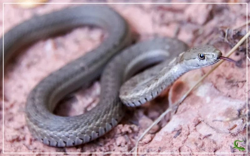 5 Types of Snakes in Yellowstone Reptile Jam