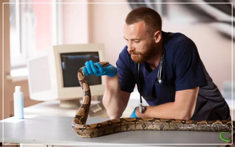 How Much do Pet Snakes Cost? Reptile Jam