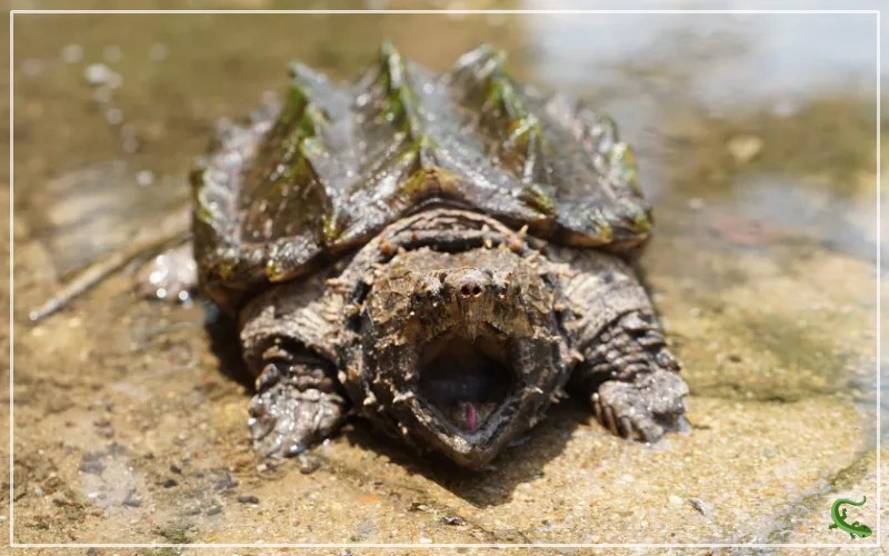 Alligator Snapping Turtle Bite Why is So Dangerous? Reptile Jam