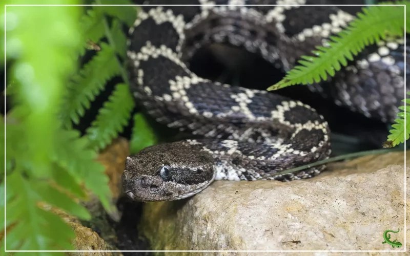 Black Snake with White Stripes Solving the Mystery Reptile Jam