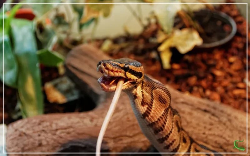 Ball Python Regurgitation Understanding the Causes and Prevention
