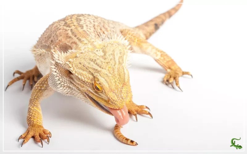 Superworms for Bearded Dragons The Ultimate Healthy Treat Reptile Jam