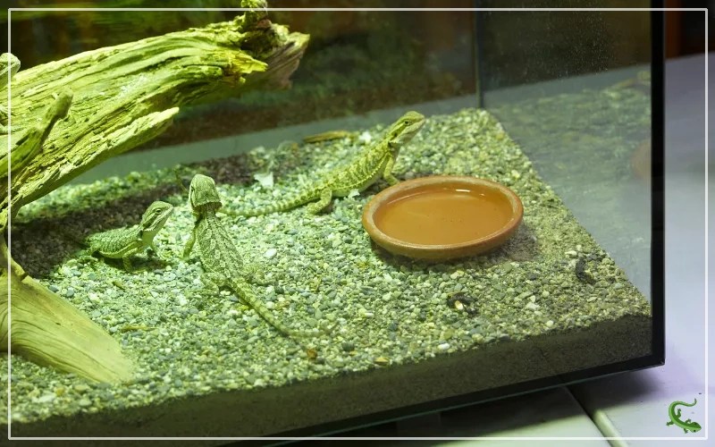How to Safely Clean Your Reptile Tank with Vinegar? Reptile Jam