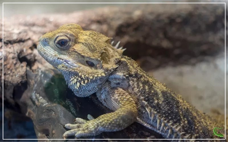 Bearded Dragon Temperature The Ultimate Guide Reptile Jam