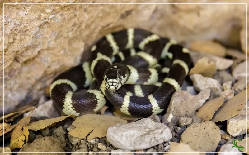 Black Snake with White Stripes Solving the Mystery Reptile Jam