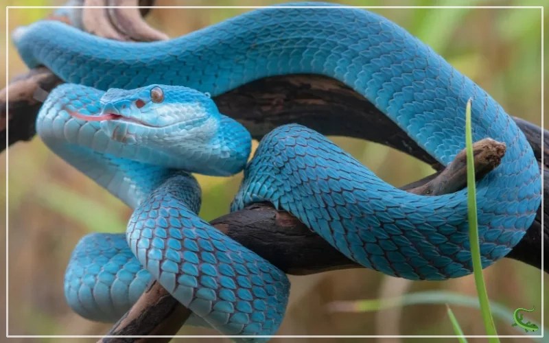11 Blue Snakes That Will Leave You Breathless Reptile Jam