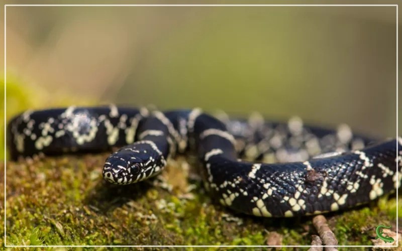 Black Snake with White Stripes Solving the Mystery Reptile Jam