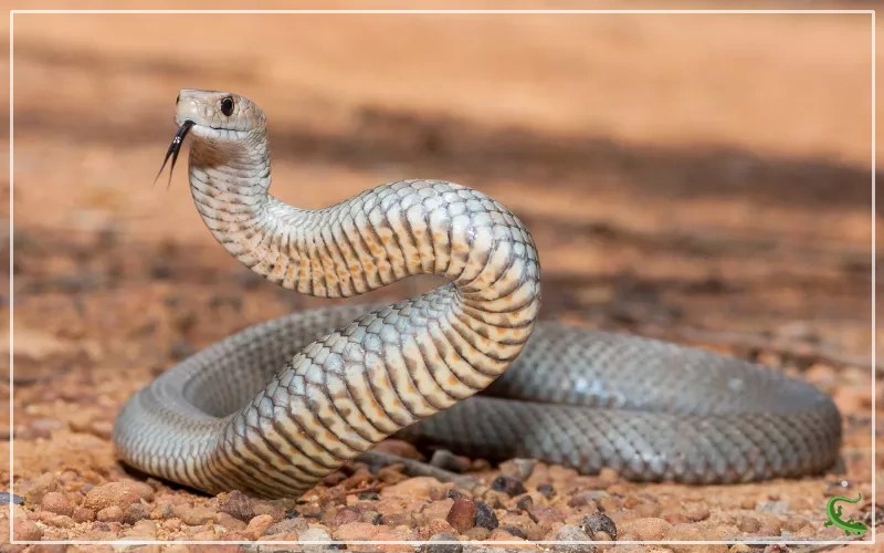 7 Fastest Snakes in the World Reptile Jam