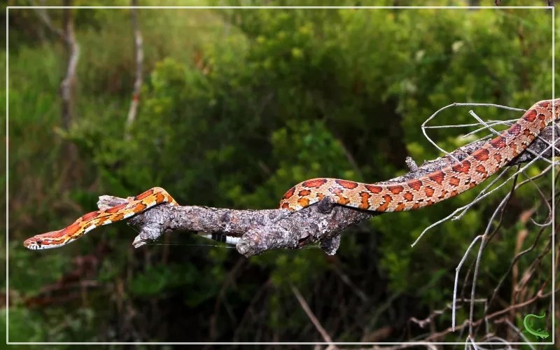 Where to Find Corn Snakes in the Wild? Reptile Jam