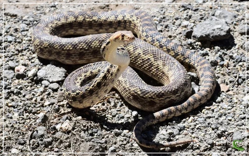 Gopher Snake vs Rattlesnake What is the Difference? Reptile Jam