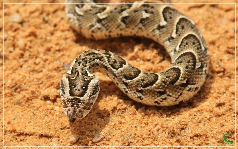 Stay Safe in the Wild How to Identify Venomous Snakes? Reptile Jam