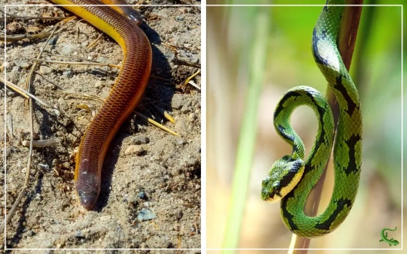 Legless Lizard vs Snake What is the Difference? Reptile Jam