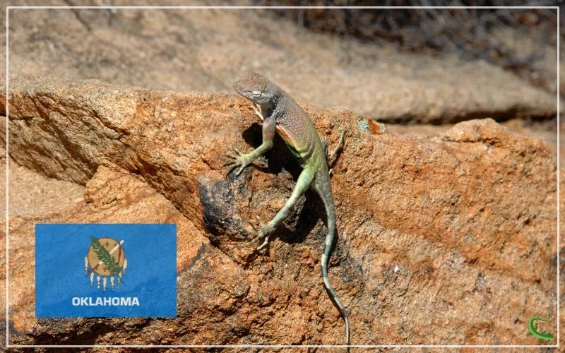12 Types of Lizards in Oklahoma (With Pictures) Reptile Jam