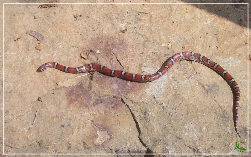 Where do Snakes Go in the Winter? Reptile Jam