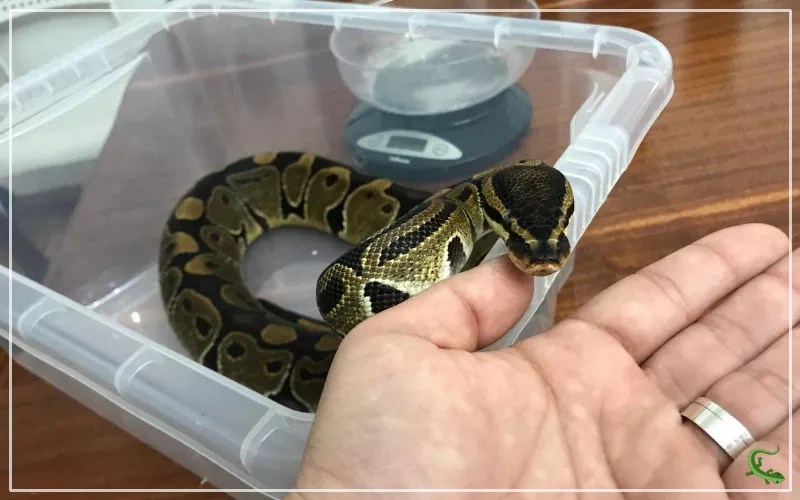 Pet Snakes 101 Caring and Feeding Your Slithery Companion Reptile Jam