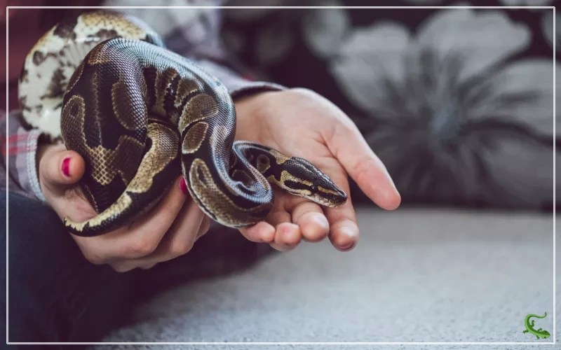 Snake Breeding and Reproduction 101 The Basics You Need to Know