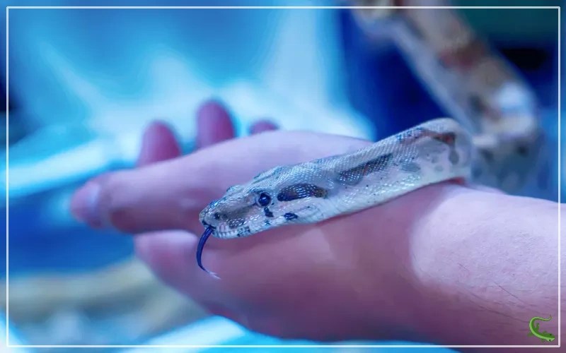 How Long Do Pet Snakes Live? Reptile Jam