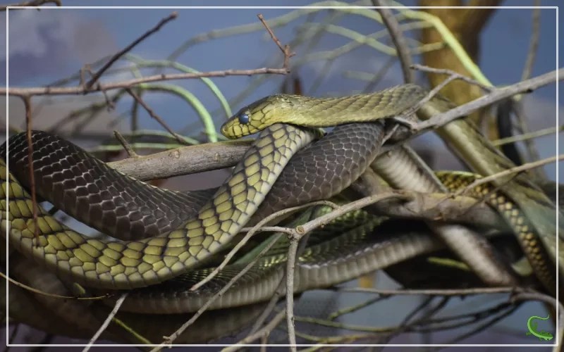 Breeding Pet Snakes A Practical Step by Step Guide Reptile Jam