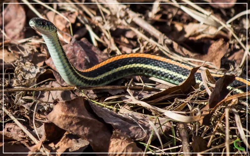 15 Types of Snakes in Minnesota (With Pictures) Reptile Jam